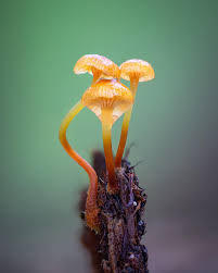 Attēlu rezultāti vaicājumam “Xeromphalina campanella”