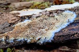 Attēlu rezultāti vaicājumam “Mycoacia fuscoatra”