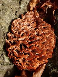 Image result for Podoscypha multizonata