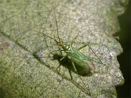 Attēlu rezultāti vaicājumam “Blepharidopterus angulatus”