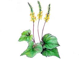 Attēlu rezultāti vaicājumam “Ligularia sibirica flower”