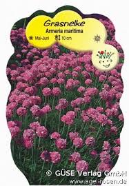 Image result for Grasnelke