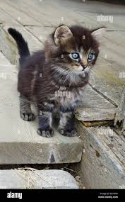 Attēlu rezultāti vaicājumam “Felis silvestris catus juvenile”