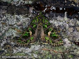Attēlu rezultāti vaicājumam “Trachea atriplicis”