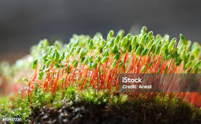 Attēlu rezultāti vaicājumam “Pohlia”