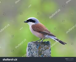 Image result for Lanius minor