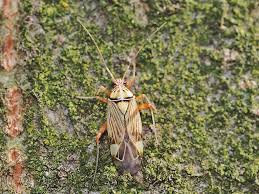 Attēlu rezultāti vaicājumam “Rhabdomiris striatellus imago”