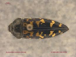 Attēlu rezultāti vaicājumam “Buprestidae”