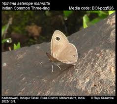 Attēlu rezultāti vaicājumam “Athelia pyriformis”
