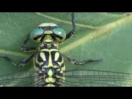 Attēlu rezultāti vaicājumam “Gomphus flavipes”