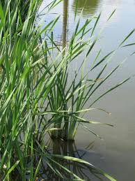 Attēlu rezultāti vaicājumam “Typha angustifolia”