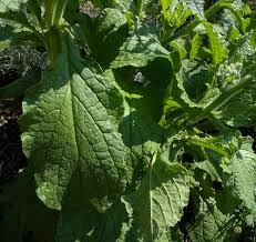Attēlu rezultāti vaicājumam “Borago officinalis leaf”