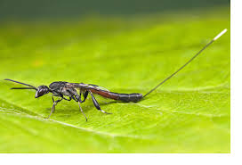 Attēlu rezultāti vaicājumam “Gasteruption jaculator imago”