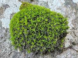 Attēlu rezultāti vaicājumam “Grimmia muehlenbeckii”