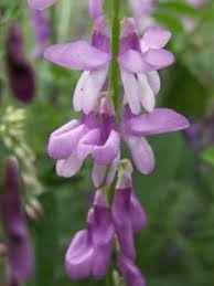 Attēlu rezultāti vaicājumam “Vicia tenuifolia flower”