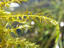 Attēlu rezultāti vaicājumam “Drepanocladus aduncus”