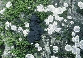 Attēlu rezultāti vaicājumam “Kretzschmaria deusta”