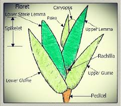 Attēlu rezultāti vaicājumam “Physarum obscurum sessile”