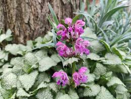 Attēlu rezultāti vaicājumam “Lamium maculatum leaf”