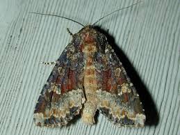 Attēlu rezultāti vaicājumam “Apamea ophiogramma”