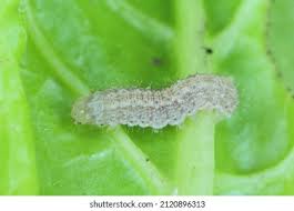 Attēlu rezultāti vaicājumam “Mamestra brassicae pupa”