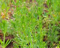 Attēlu rezultāti vaicājumam “Galium aparine”