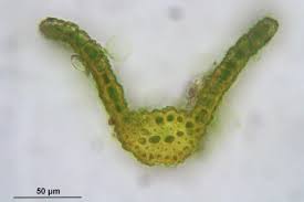 Attēlu rezultāti vaicājumam “Gymnostomum aeruginosum”