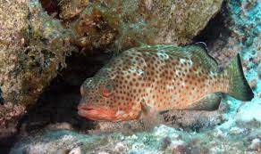 Image result for Epinephelus guttatus
