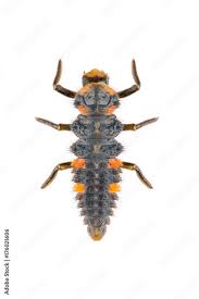Attēlu rezultāti vaicājumam “Coccinella septempunctata larva”