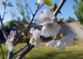 Attēlu rezultāti vaicājumam “Cerasus flower”