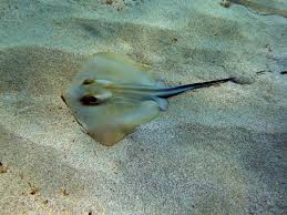 Image result for Hypanus longus