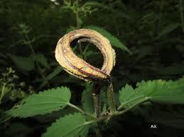 Attēlu rezultāti vaicājumam “Puccinia urticata”