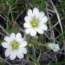 Attēlu rezultāti vaicājumam “Cerastium arvense flower”