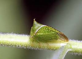 Attēlu rezultāti vaicājumam “Membracidae”