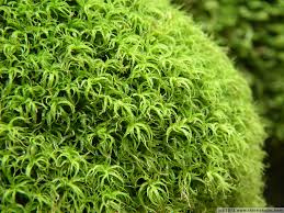 Attēlu rezultāti vaicājumam “Tortella tortuosa”