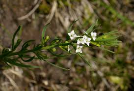 Attēlu rezultāti vaicājumam “Thesium alpinum”