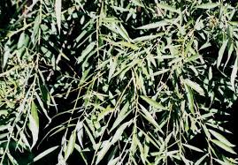 Attēlu rezultāti vaicājumam “Salix daphnoides subsp. acutifolia”