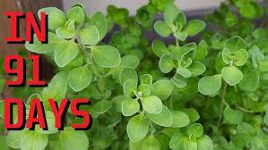 Image result for Origanum majorana