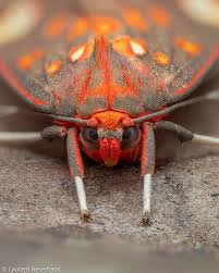 Attēlu rezultāti vaicājumam “Meloe sp. imago”