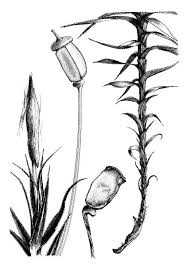 Attēlu rezultāti vaicājumam “Polytrichales”