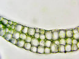 Attēlu rezultāti vaicājumam “Pleuridium subulatum sporophyte”