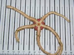 Attēlu rezultāti vaicājumam “Comatricha fragilis”