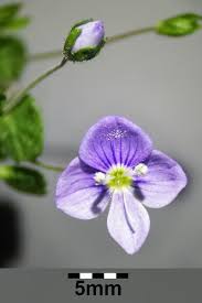 Attēlu rezultāti vaicājumam “Veronica filiformis bud”