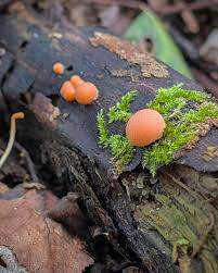 Attēlu rezultāti vaicājumam “Lycogala miserum”