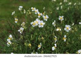 Attēlu rezultāti vaicājumam “Helianthemum x hybridum flower”