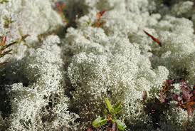 Attēlu rezultāti vaicājumam “Cladonia stygia”
