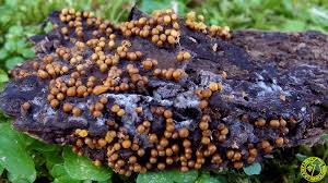 Attēlu rezultāti vaicājumam “Hemitrichia leiotricha macro”