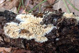 Attēlu rezultāti vaicājumam “Mycoacia fuscoatra”