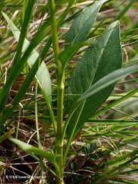 Image result for Succisa pratensis