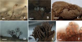 Attēlu rezultāti vaicājumam “Comatricha fragilis spores”